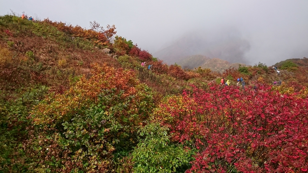 f:id:burakomi:20181106220100j:plain