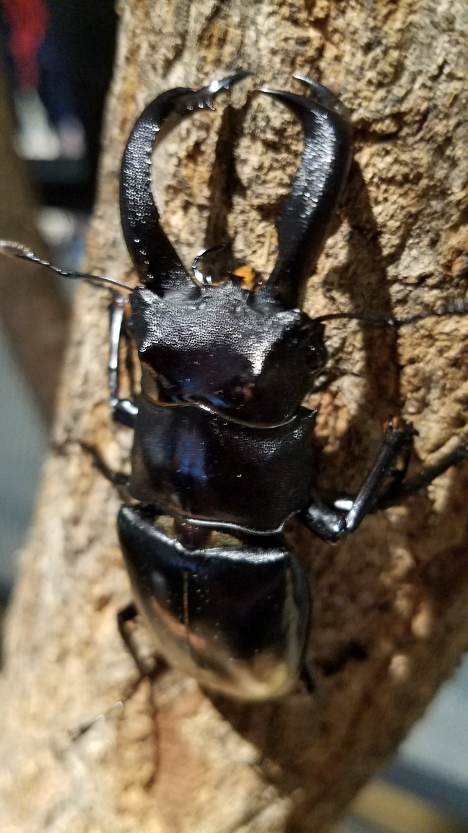 f:id:burakomi:20190827134329j:plain