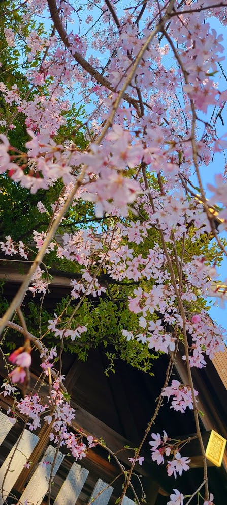 f:id:burakomi:20210327170012j:plain