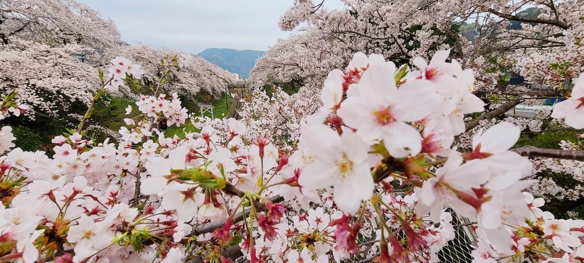 f:id:burakomi:20210404141042j:plain