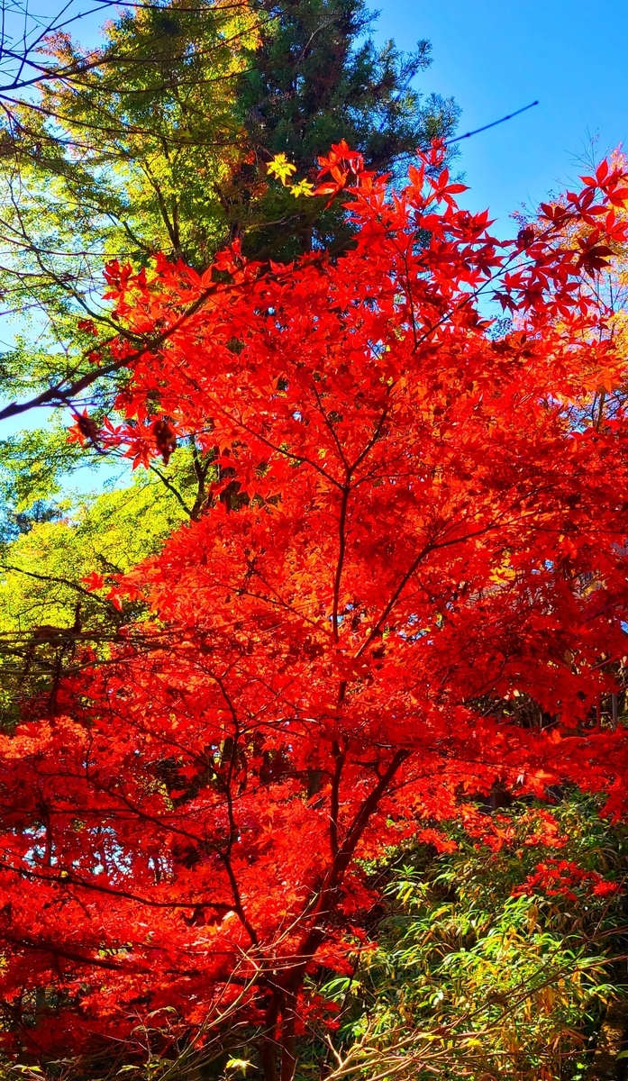 f:id:burakomi:20211114093221j:plain