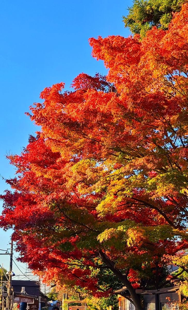 f:id:burakomi:20211205152128j:plain