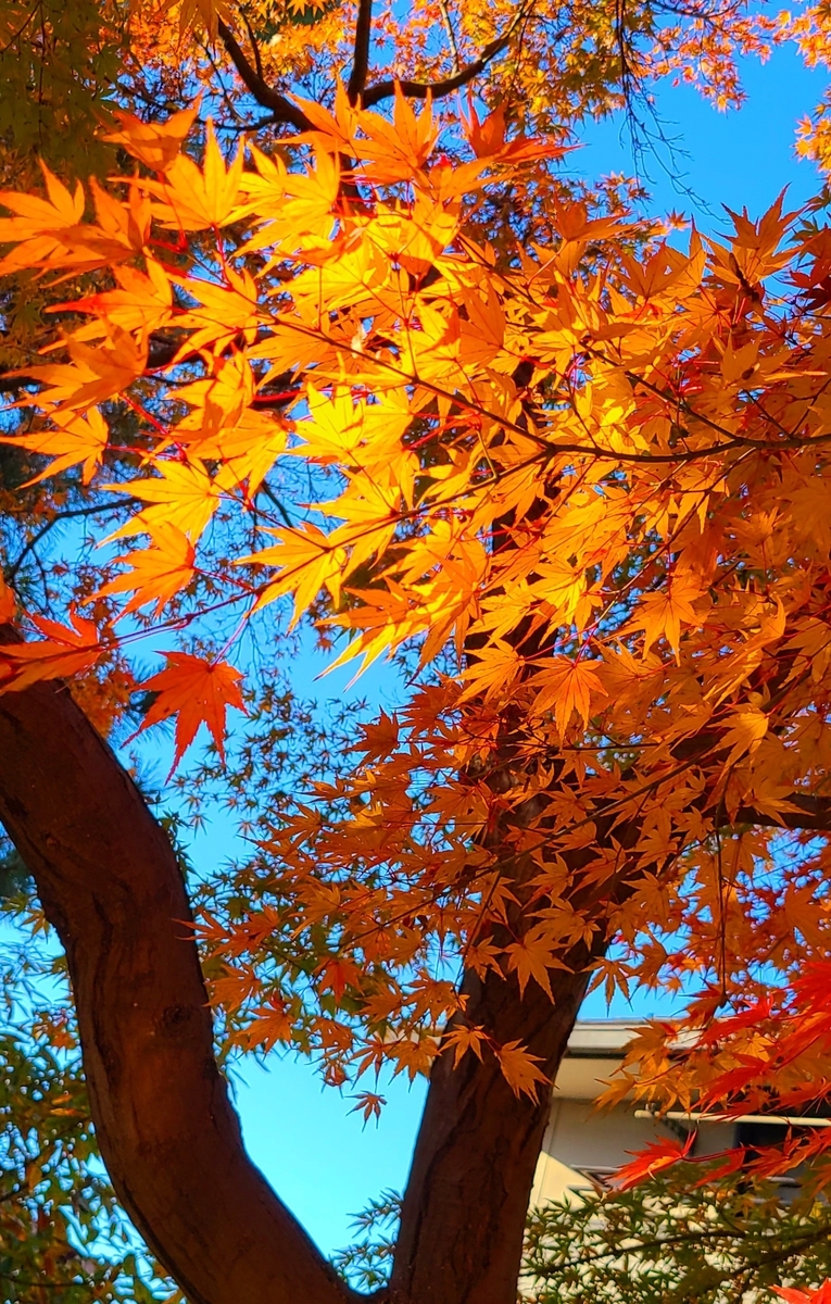 f:id:burakomi:20211207142601j:plain