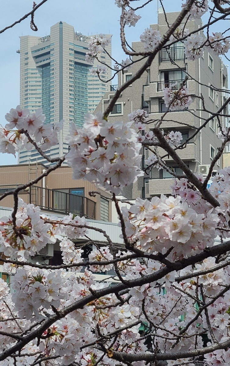 f:id:burakomi:20220407221948j:plain