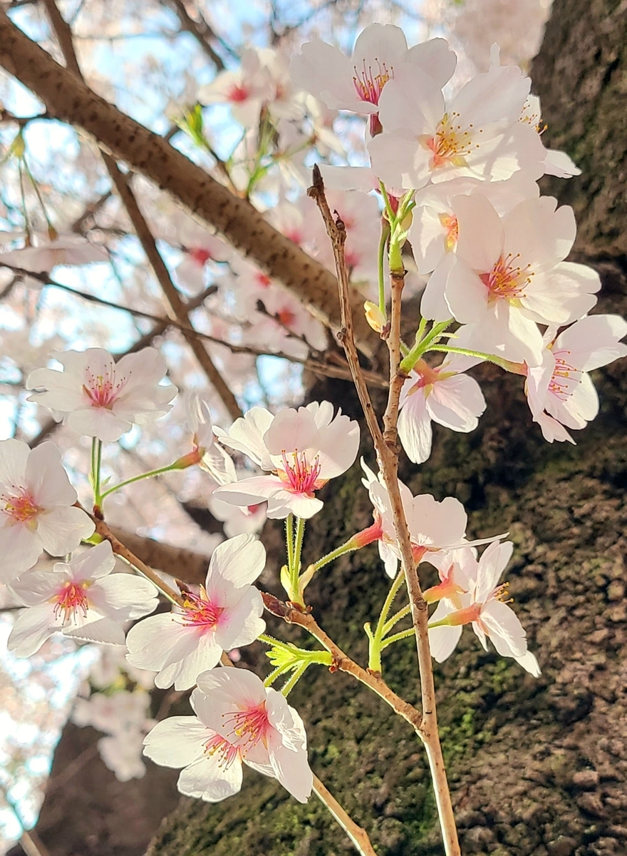 f:id:burakomi:20220407225302j:plain