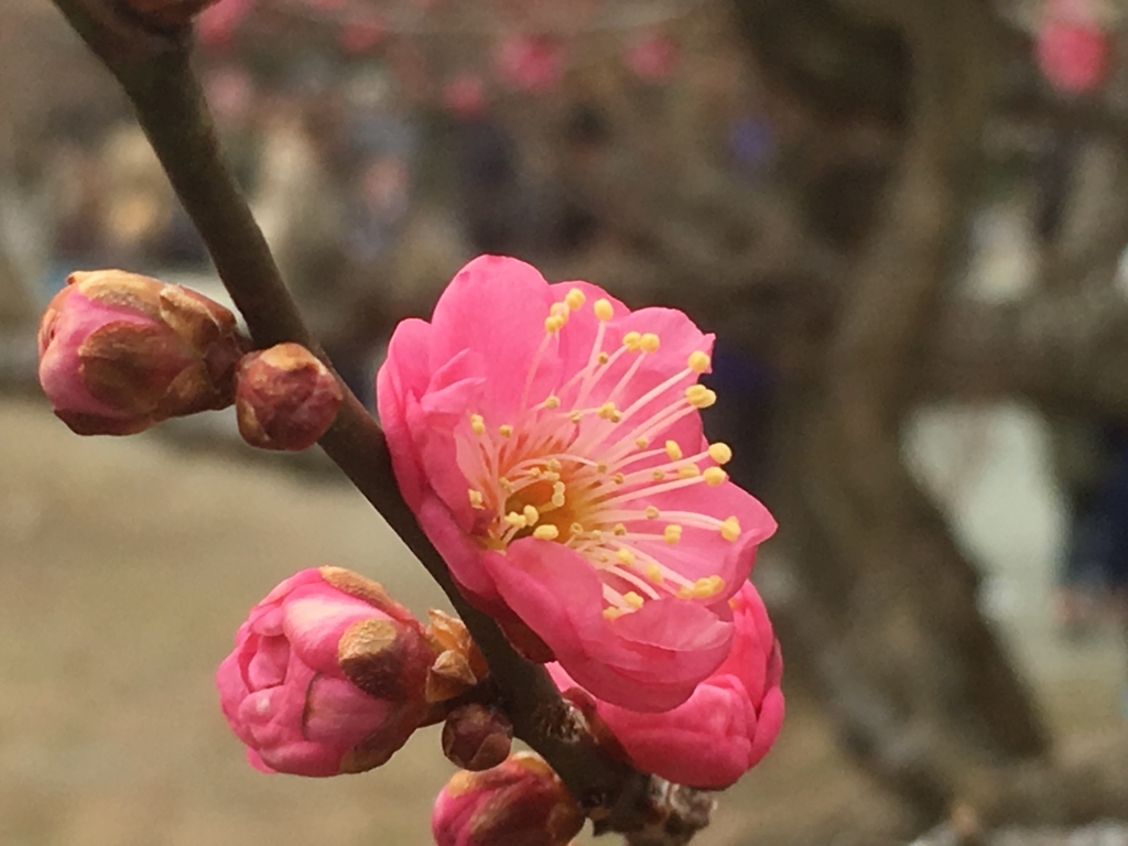 f:id:buraricfo:20180225194645j:plain f:id:buraricfo:20180225194645j:plain