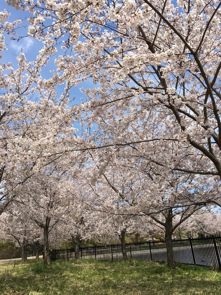 f:id:buraripurari:20190424173403j:plain
