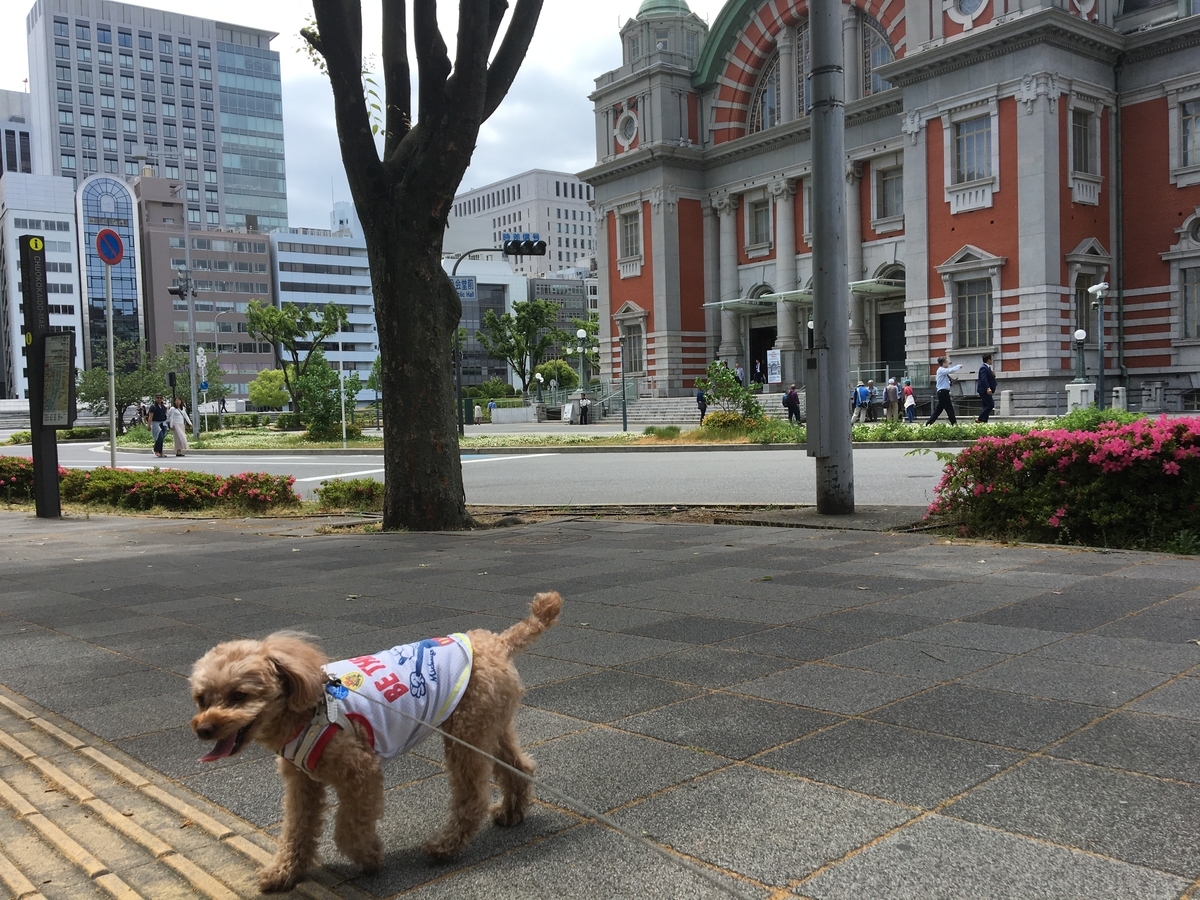 f:id:buraripurari:20190519144506j:plain