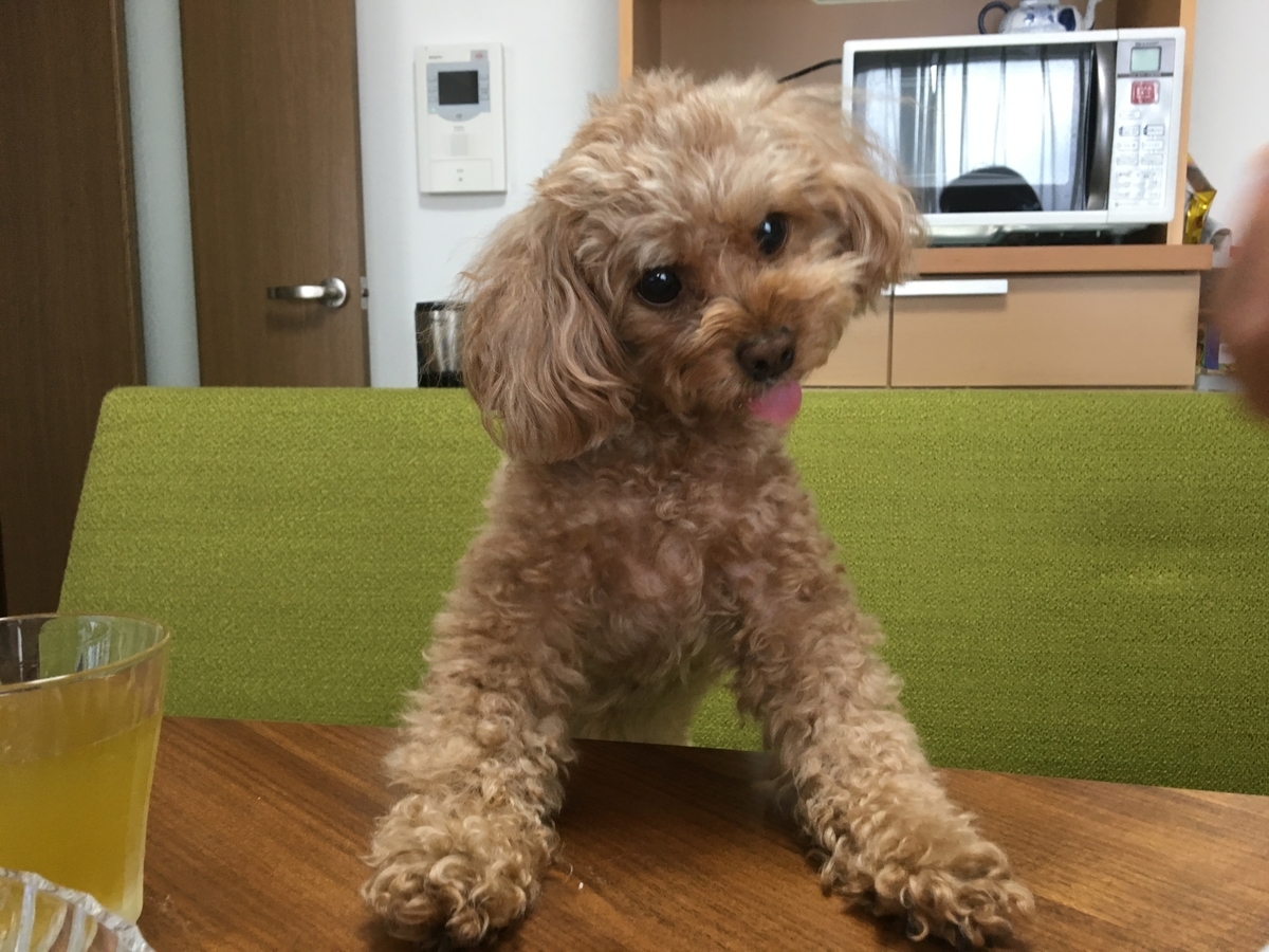 f:id:buraripurari:20190609181916j:plain