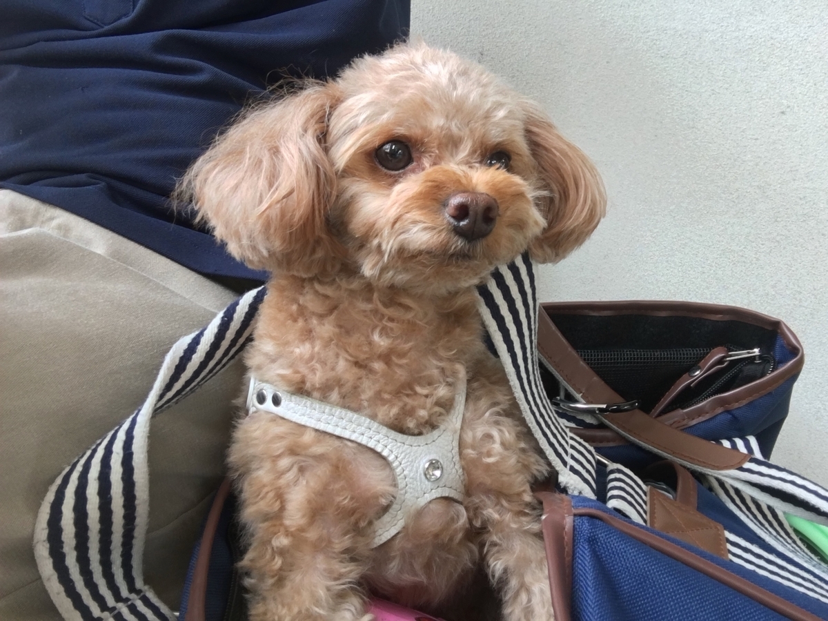 f:id:buraripurari:20190619151841j:plain f:id:buraripurari:20190619151841j:plain