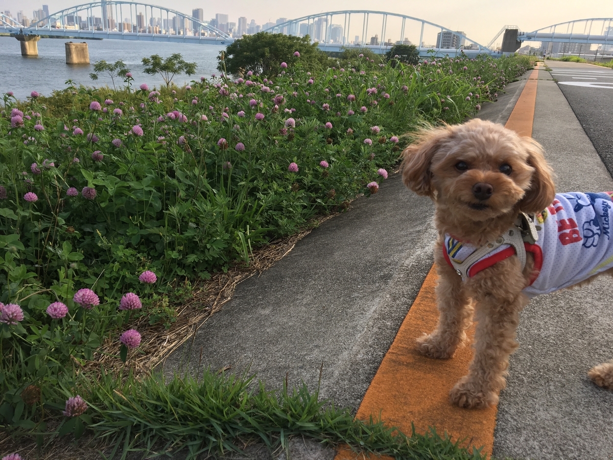 f:id:buraripurari:20190704184338j:plain