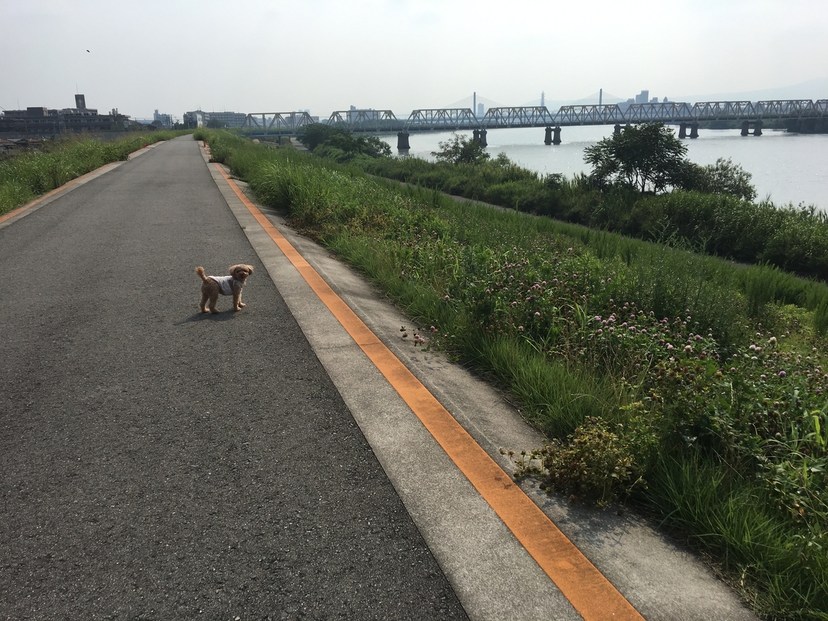 f:id:buraripurari:20190802100030j:plain