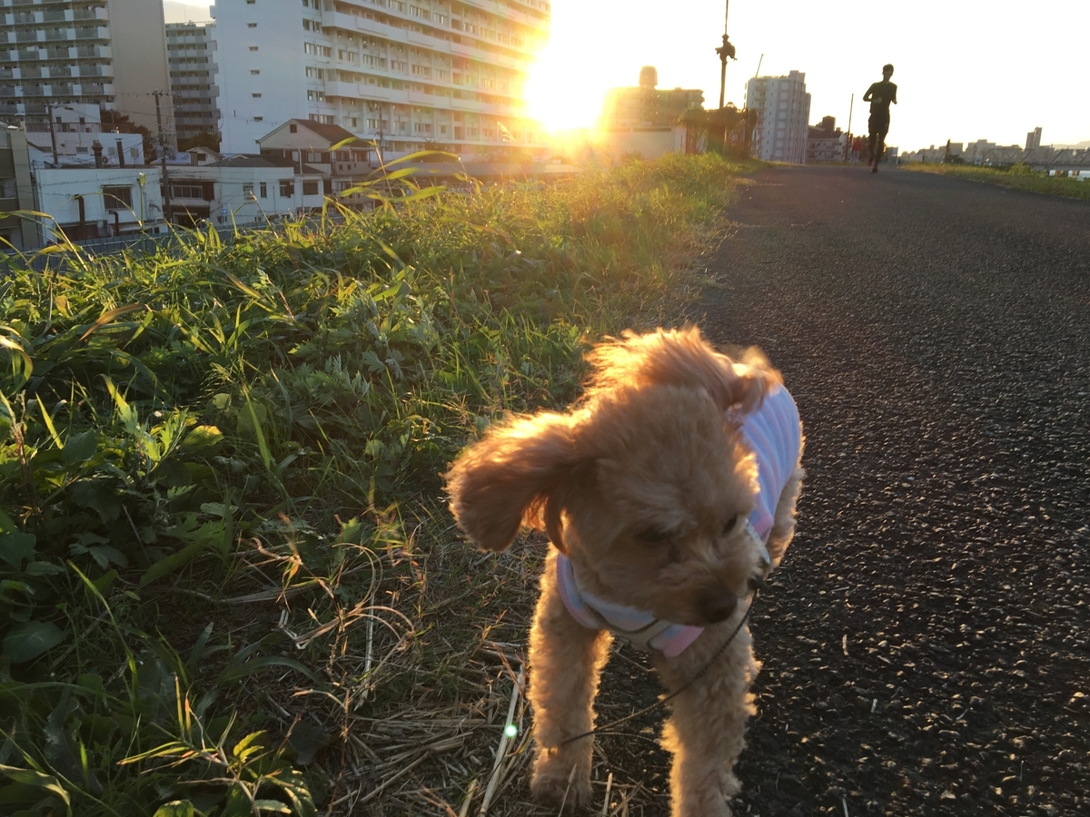 f:id:buraripurari:20191114174020j:plain
