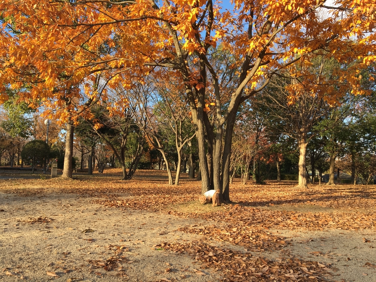 f:id:buraripurari:20191212171827j:plain