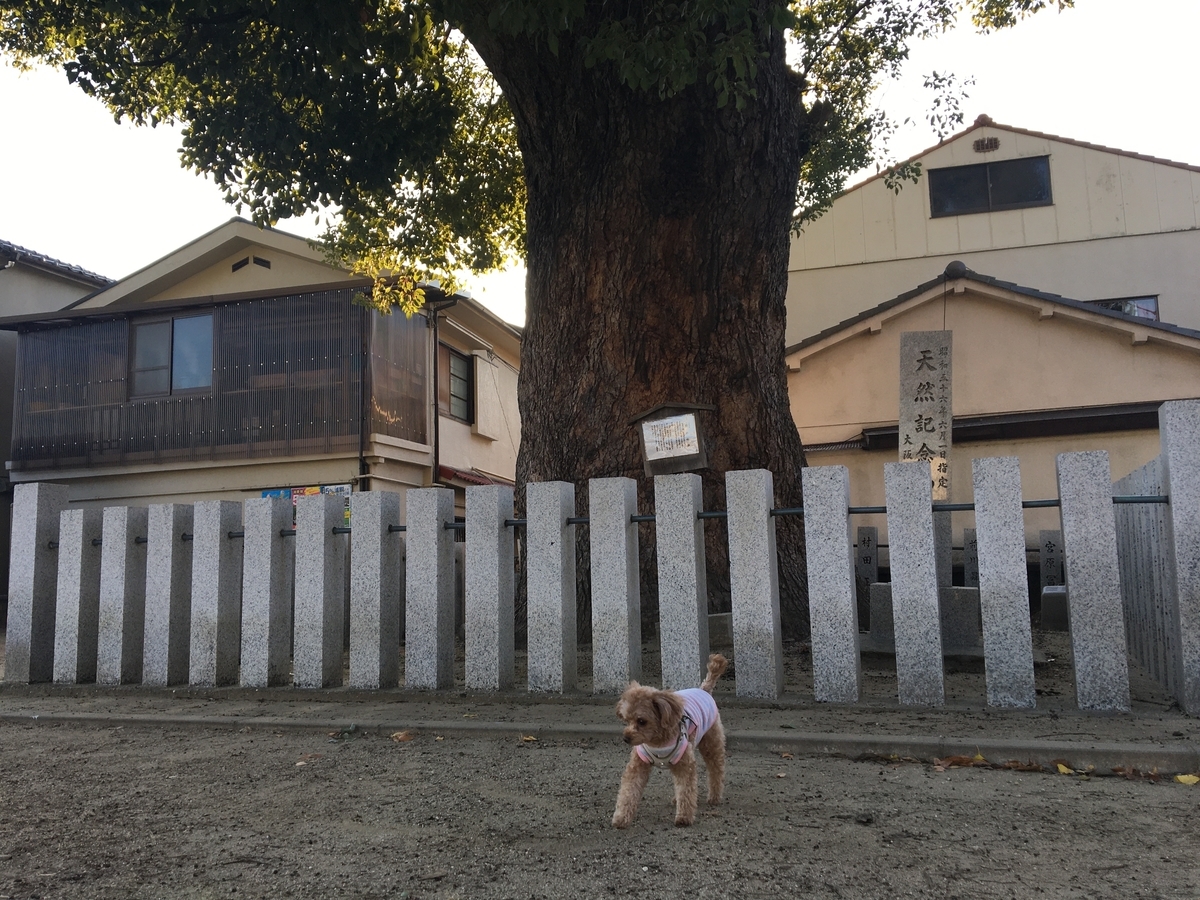 f:id:buraripurari:20191216164907j:plain