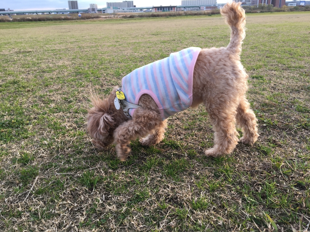 f:id:buraripurari:20191224171156j:plain