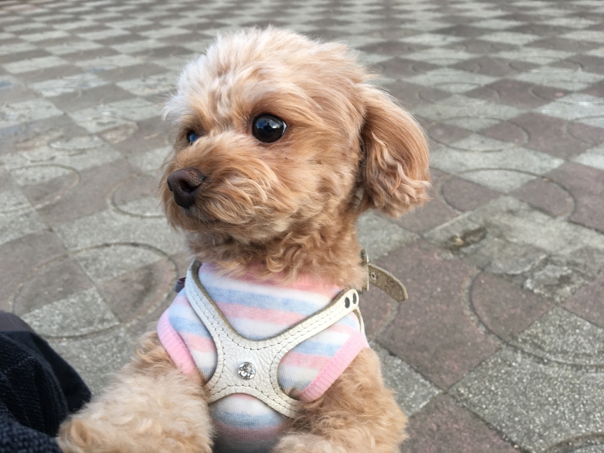 f:id:buraripurari:20191224171541j:plain