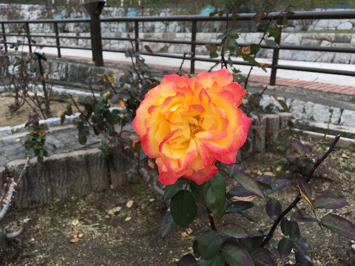 f:id:buraripurari:20200125175447j:plain