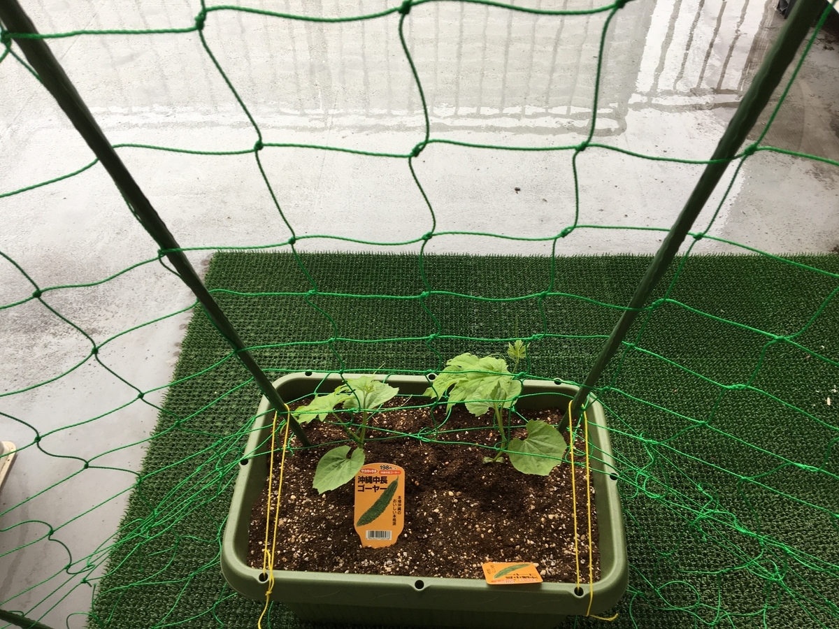 f:id:buraripurari:20200516180317j:plain f:id:buraripurari:20200516180317j:plain