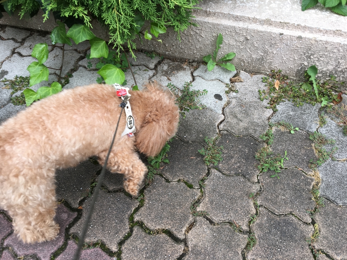 f:id:buraripurari:20200712180352j:plain