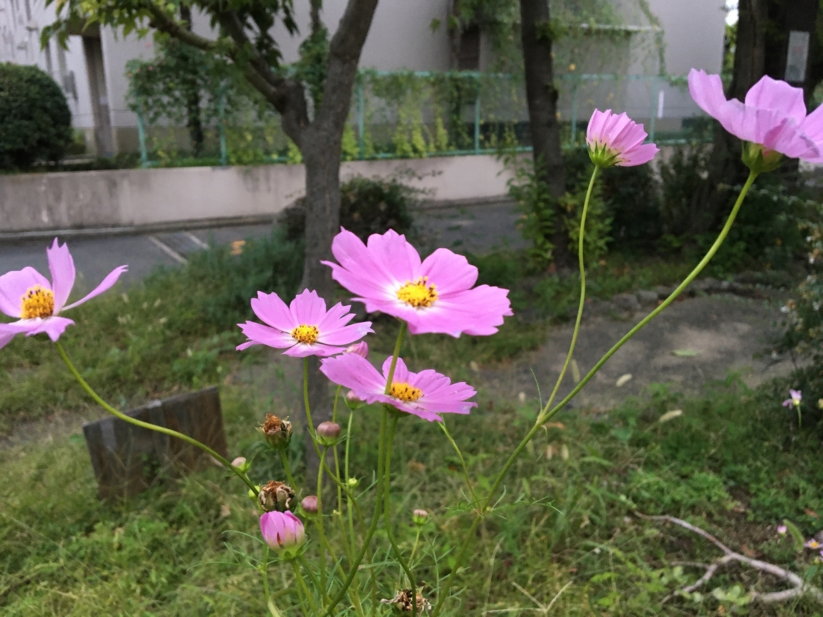 f:id:buraripurari:20201011174621j:plain