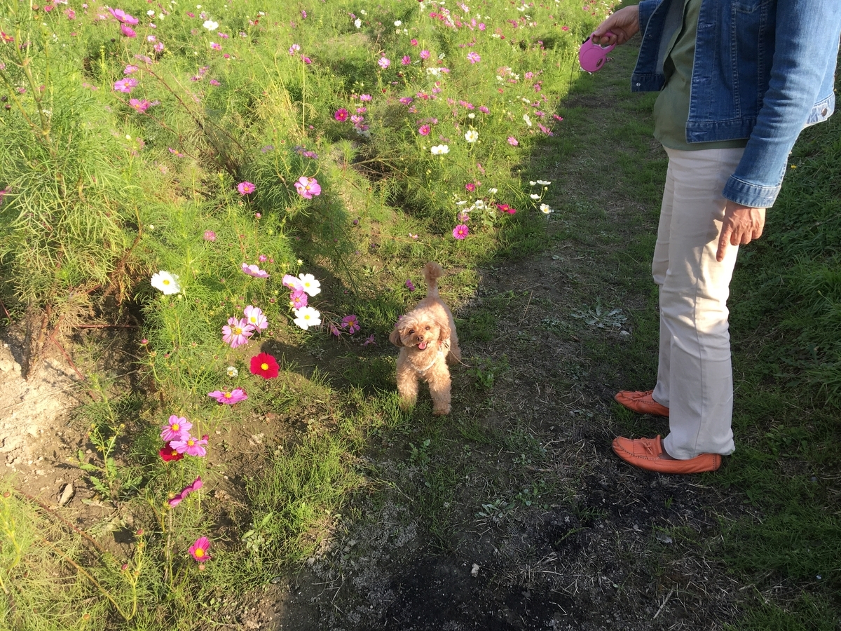 f:id:buraripurari:20201014175656j:plain f:id:buraripurari:20201014175656j:plain