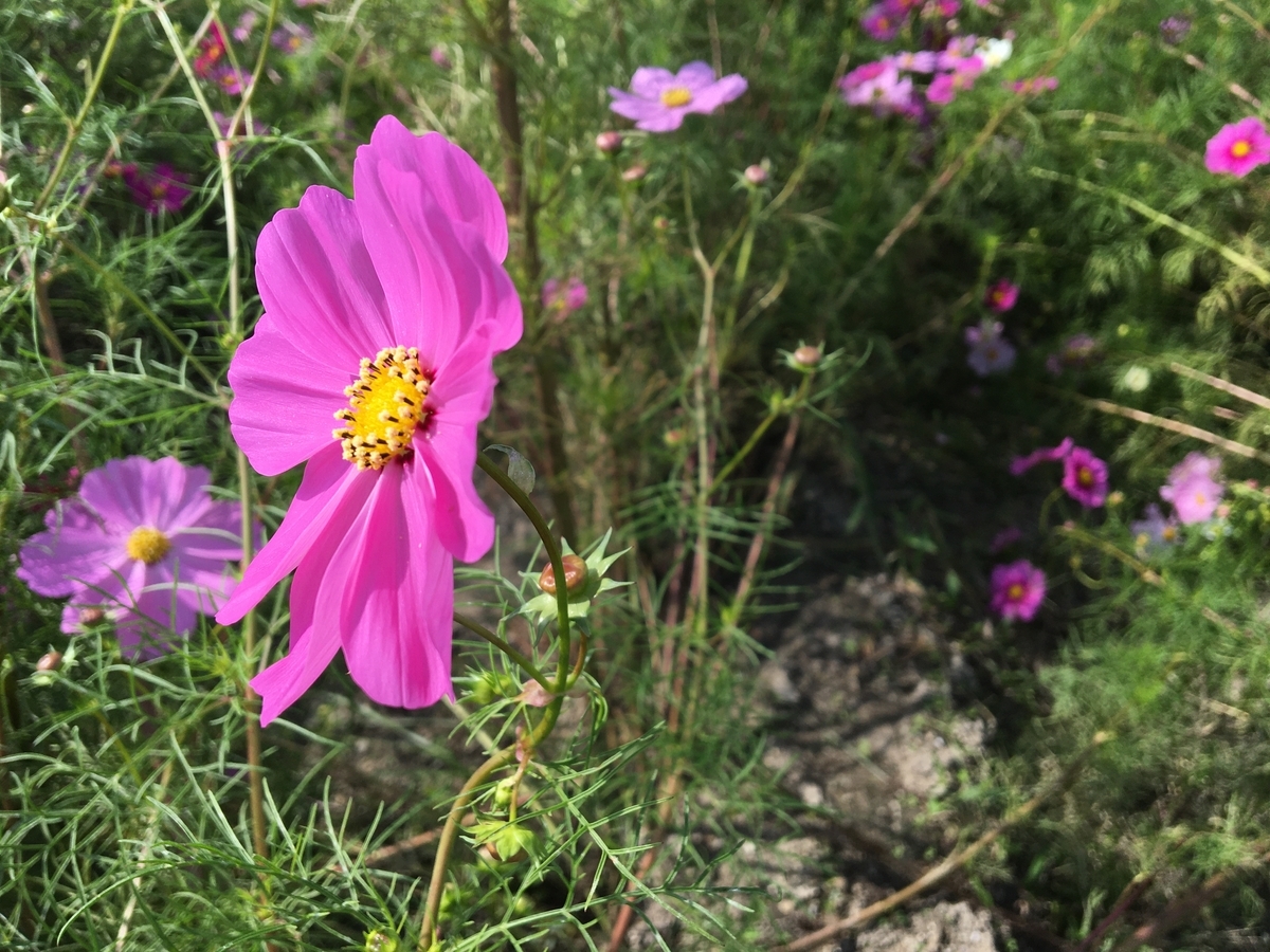 f:id:buraripurari:20201014175804j:plain f:id:buraripurari:20201014175804j:plain