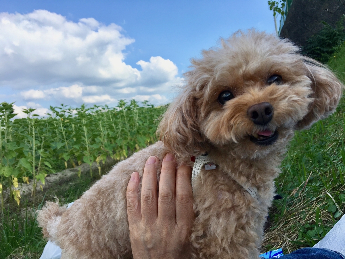 f:id:buraripurari:20201014184233j:plain f:id:buraripurari:20201014184233j:plain