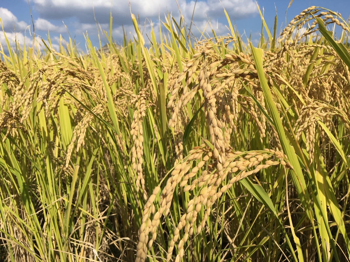 f:id:buraripurari:20201014185513j:plain f:id:buraripurari:20201014185513j:plain