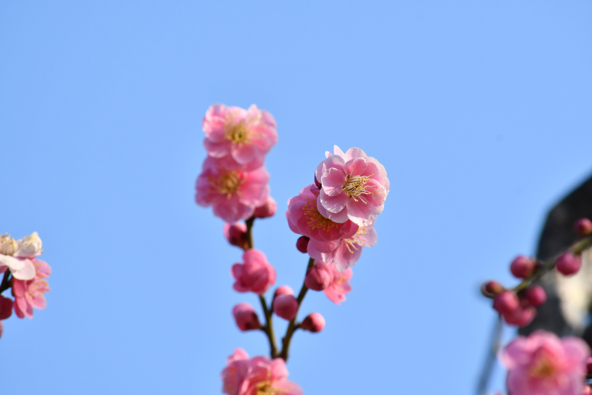 f:id:buraripurari:20220227200632j:plain