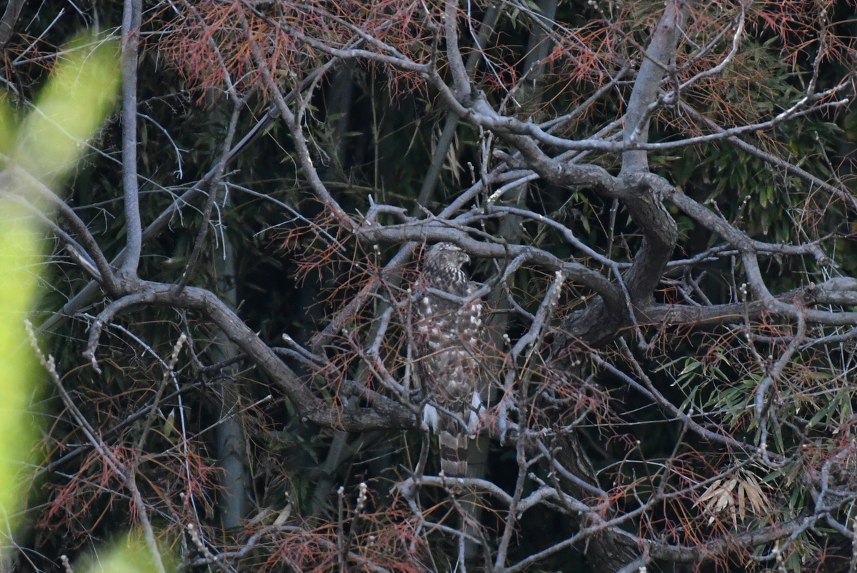f:id:buraripurari:20220320200607j:plain