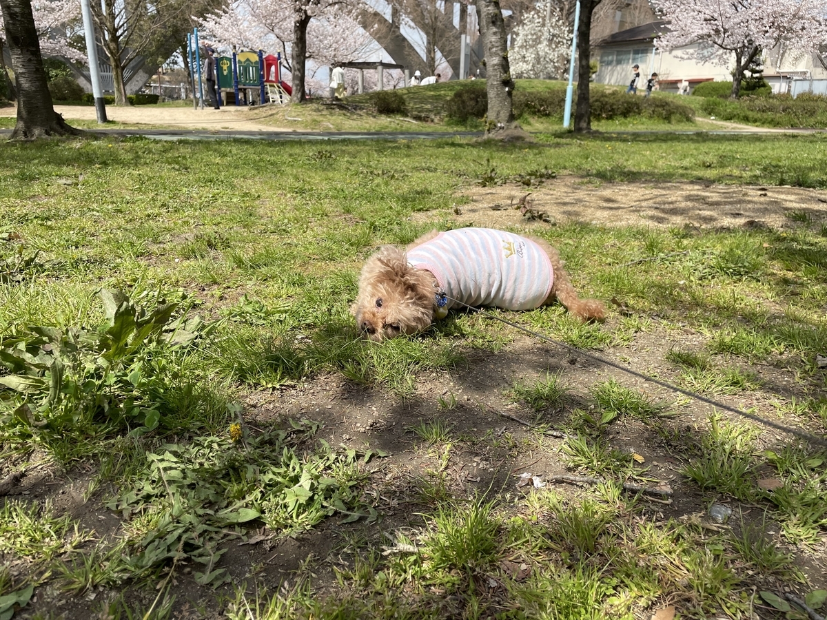 f:id:buraripurari:20220330172352j:plain
