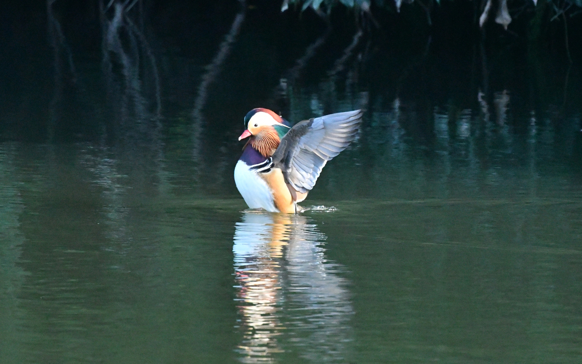 おしどりがやって来た。 - ぶらりぷらり