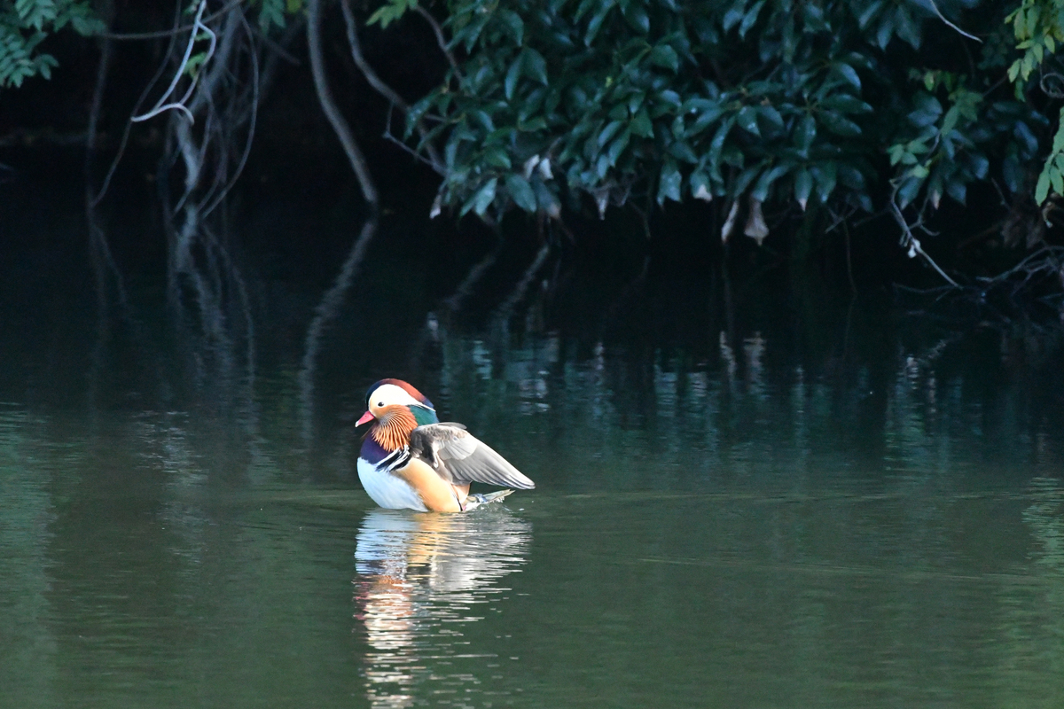 おしどりがやって来た。 - ぶらりぷらり