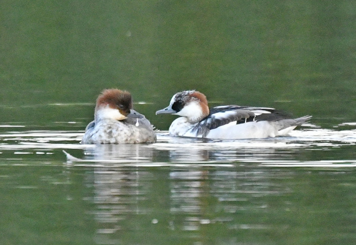 山田池のミコアイサなど - ぶらりぷらり