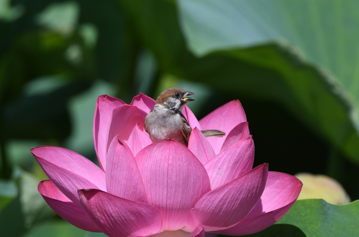 ハスの花とスズメ - ぶらりぷらり