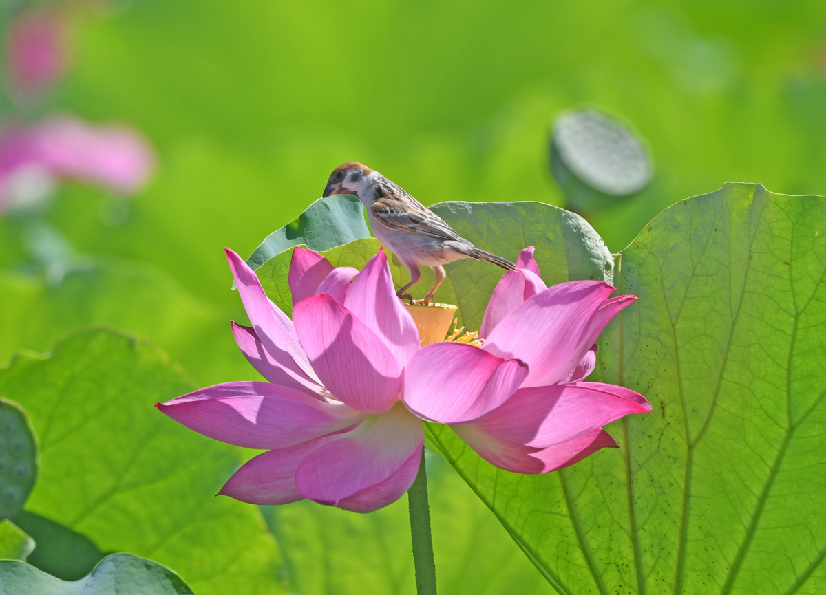 ハスの花とスズメ - ぶらりぷらり