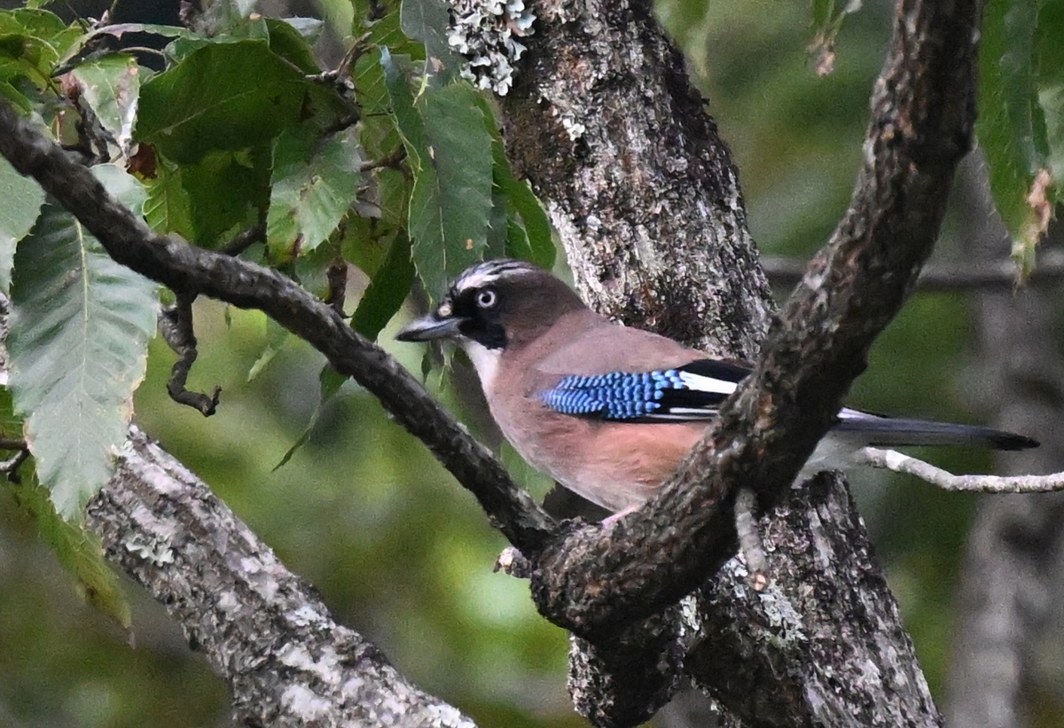 カケスとヤマセミ - ぶらりぷらり