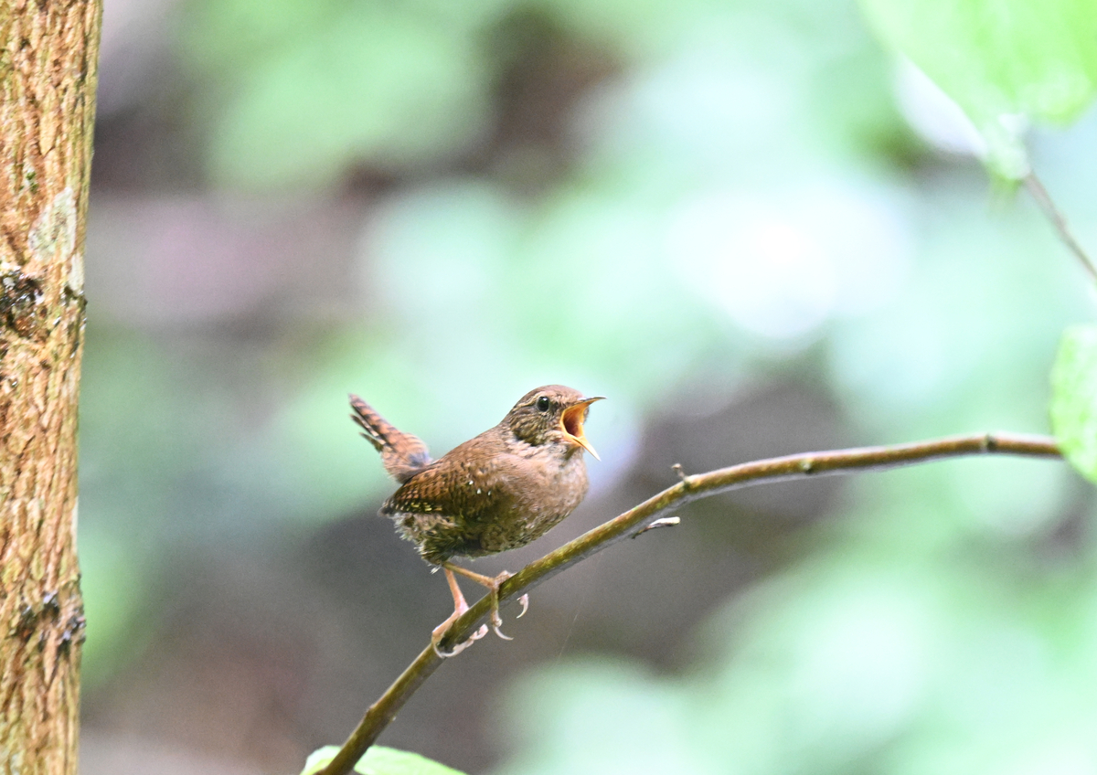 初夏のミソサザイ - ぶらりぷらり