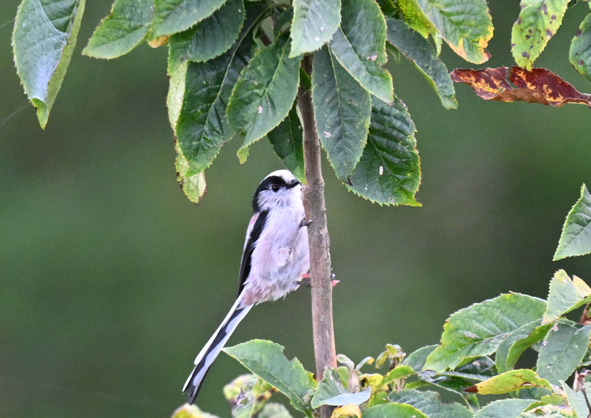 南のお山のサンショウクイ - ぶらりぷらり