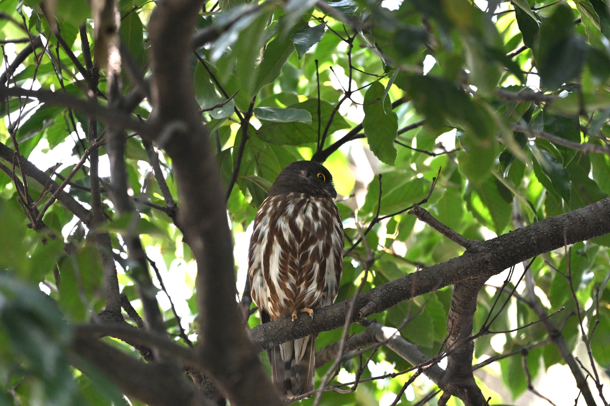 アオバズクなど昨日出会った鳥たち - ぶらりぷらり