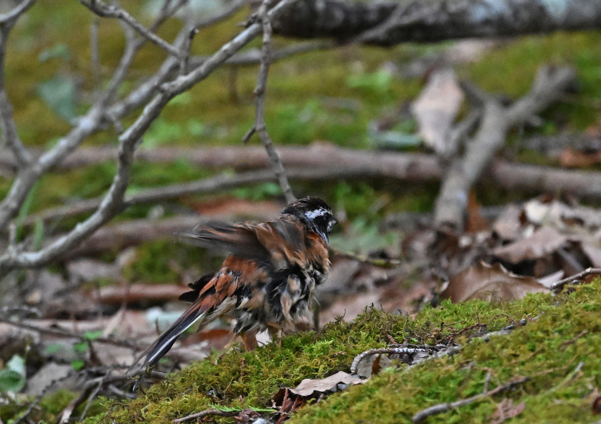 いつものプチ探鳥の鳥たち - ぶらりぷらり