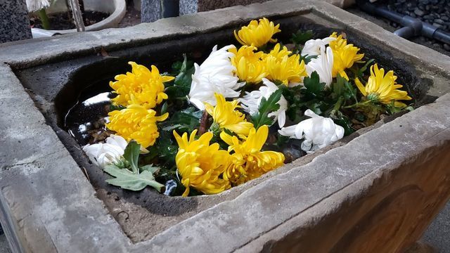 菊名神社　手水舎