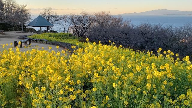 吾妻山公園の菜の花と眺望
