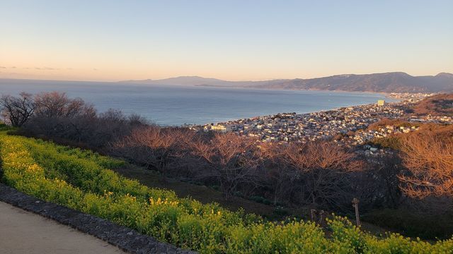 吾妻山公園の菜の花と眺望