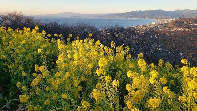 吾妻山公園の菜の花と眺望