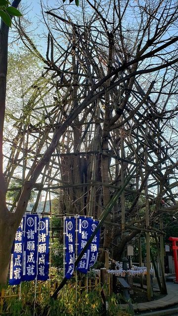 稲毛神社の御神木大銀杏