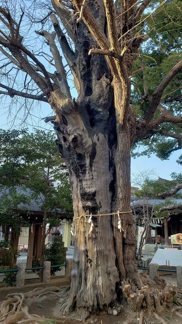 磐井神社の御神木