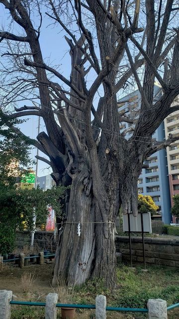 磐井神社の御神木