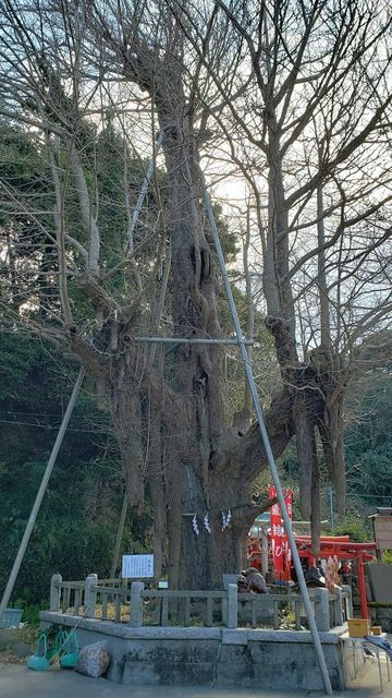 海南神社の御神木
